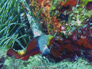 Parrot fish another alien species in the mediterranean sea by Alberto Romeo 
